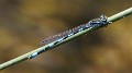 J14_1193 Coenagrion mercuriale